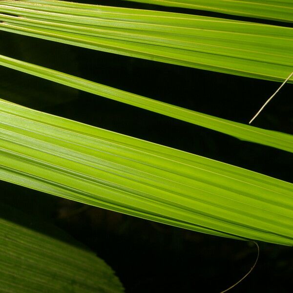 Reinhardtia latisecta Blatt