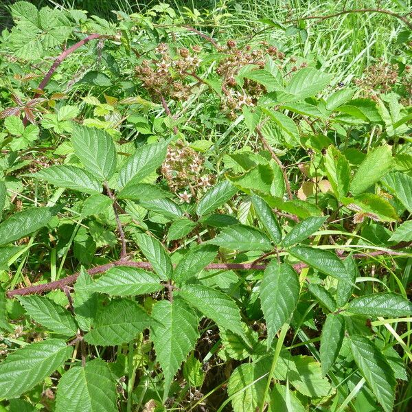 Rubus praticolor