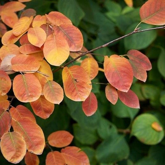 Amelanchier ovalis 叶