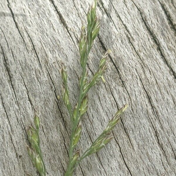 Poa pratensis Fleur