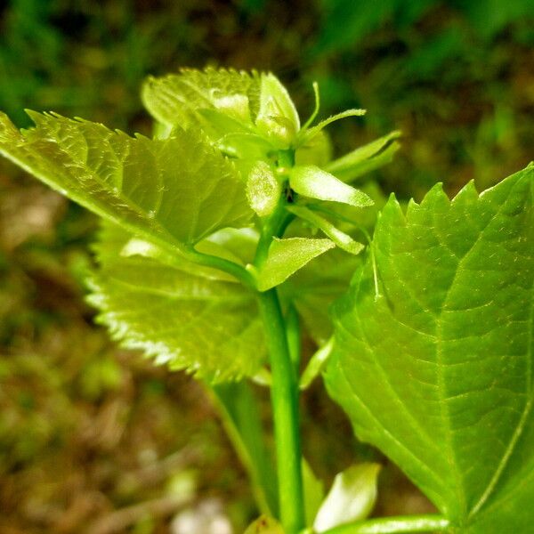 Tilia americana Цвят