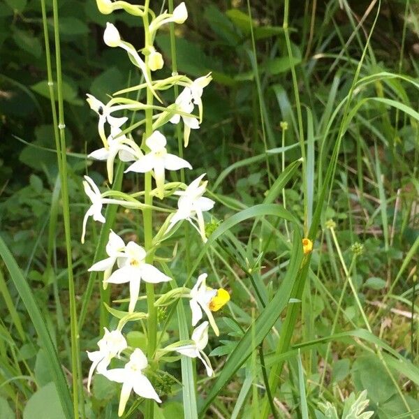 Platanthera bifolia Кветка