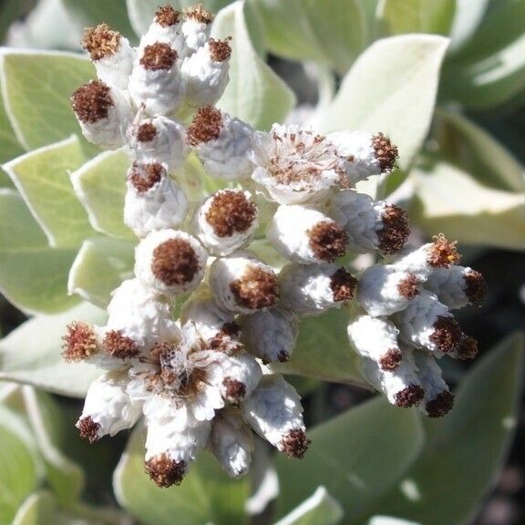 Helichrysum melaleucum Flower