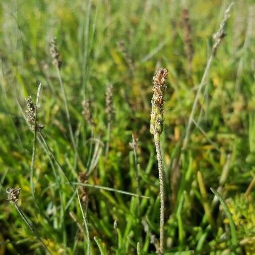 Plantago maritima Fruit