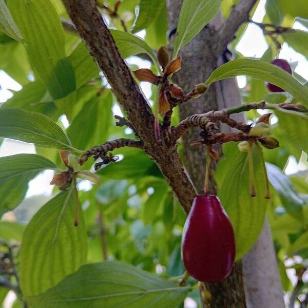 Cornus mas Frukt