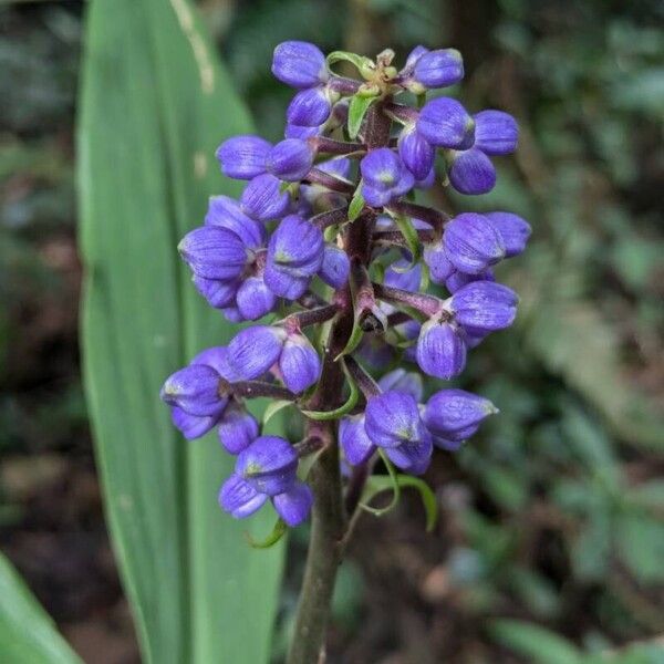 Dichorisandra thyrsiflora Blodyn