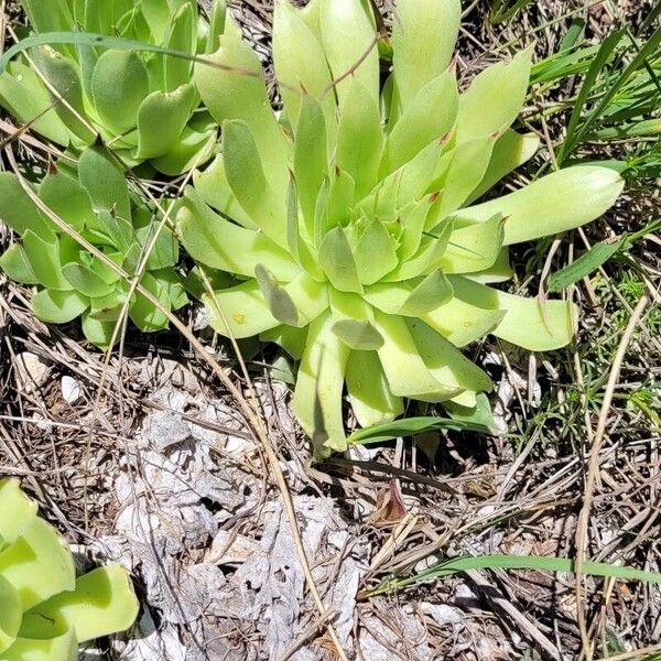 Sempervivum globiferum Leaf