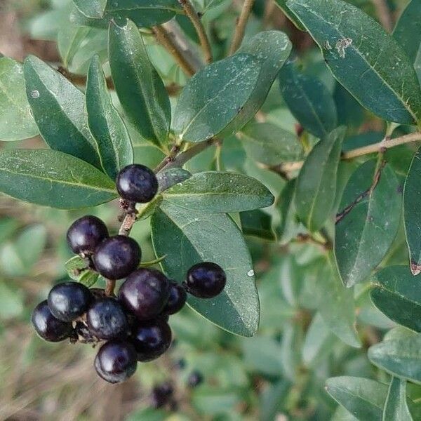 Ligustrum vulgare Plod