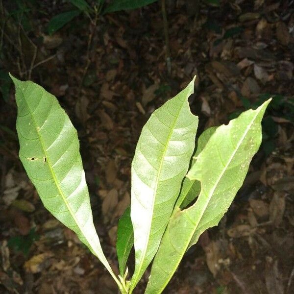 Richeria grandis Feuille