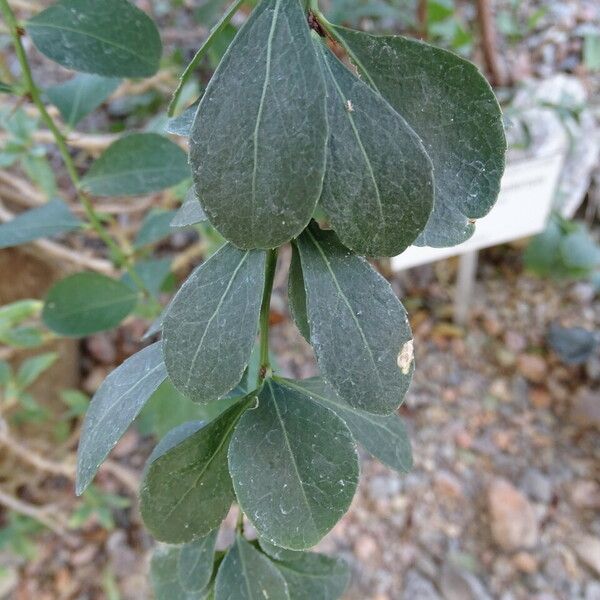 Elaeodendron transvaalense Hostoa