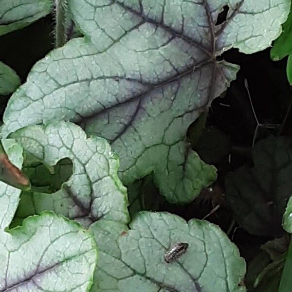 Heuchera sanguinea पत्ता