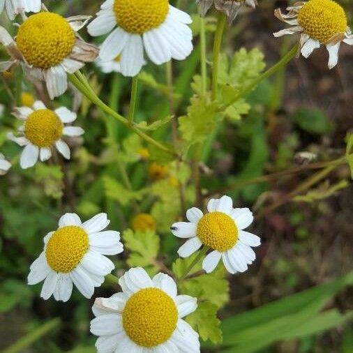 Tanacetum parthenium പുഷ്പം