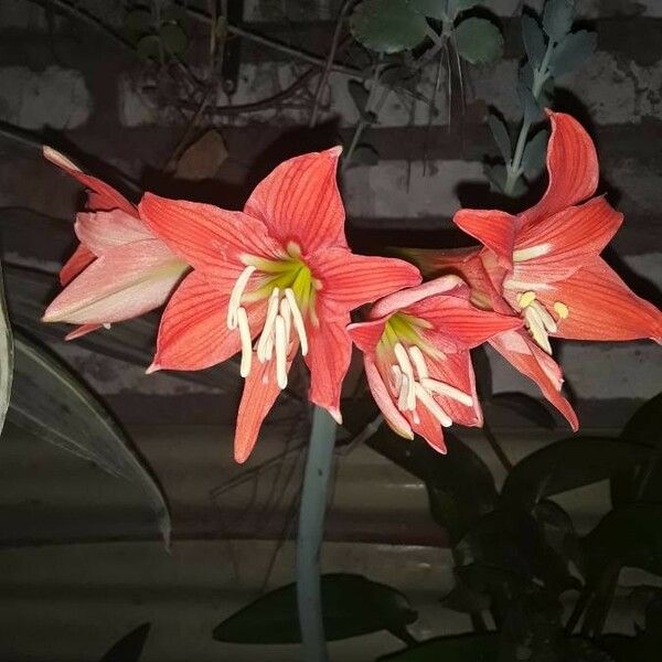 Hippeastrum puniceum Цвят