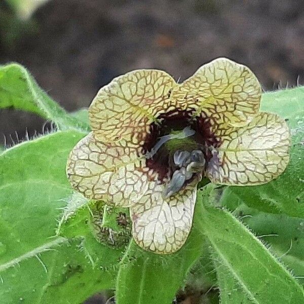 Hyoscyamus niger Flower