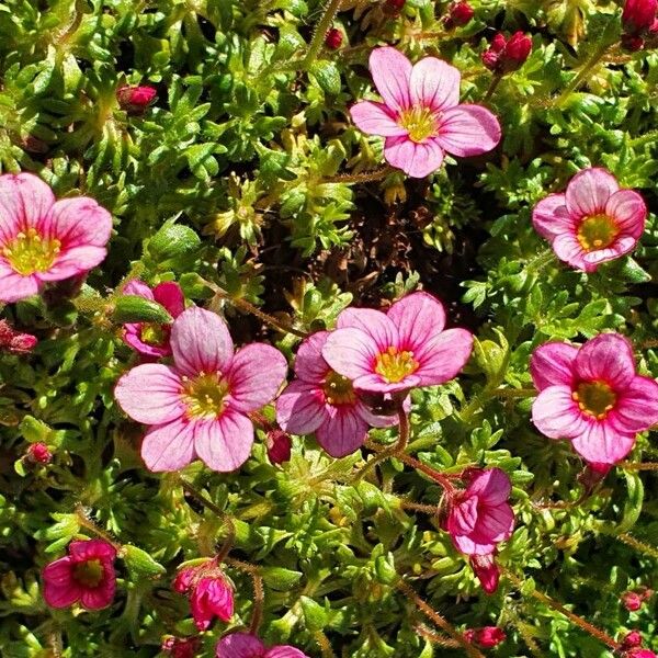 Saxifraga tridactylites autre