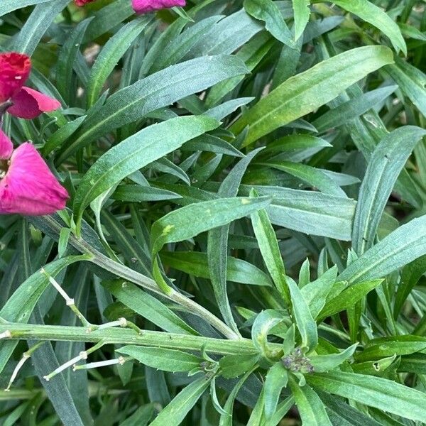 Erysimum × cheiri Hábito