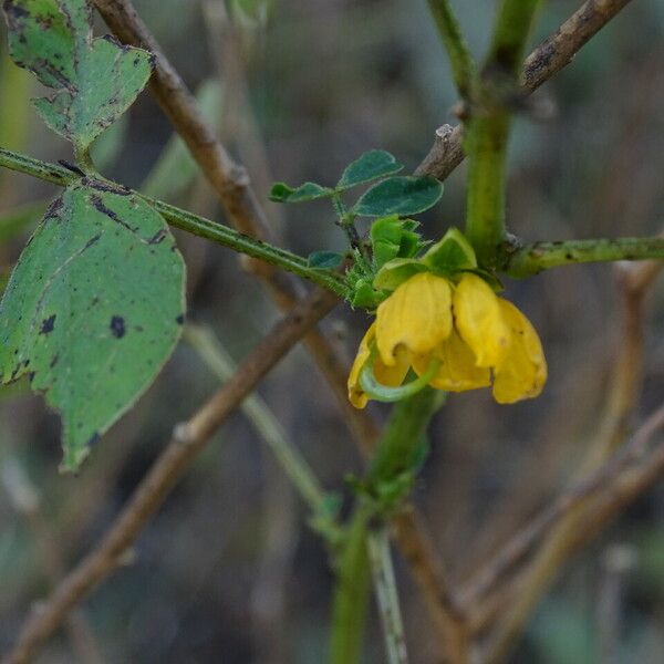 Senna obtusifolia Цветок