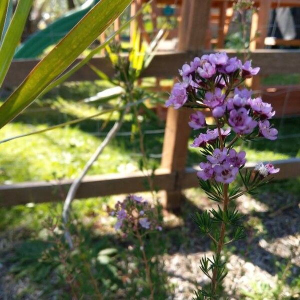 Kalmia polifolia Flower