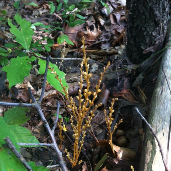 Epifagus virginiana Celota