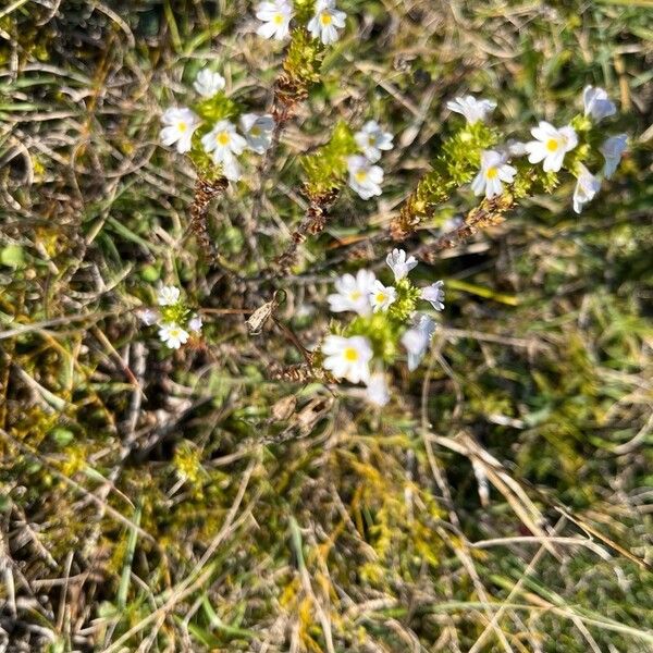 Euphrasia officinalis 花