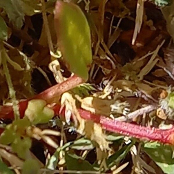 Rumex bucephalophorus Bark