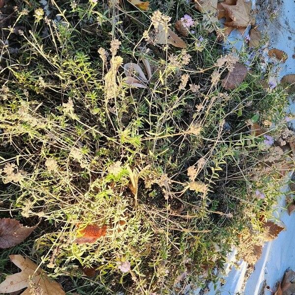 Thymus pannonicus Habitus