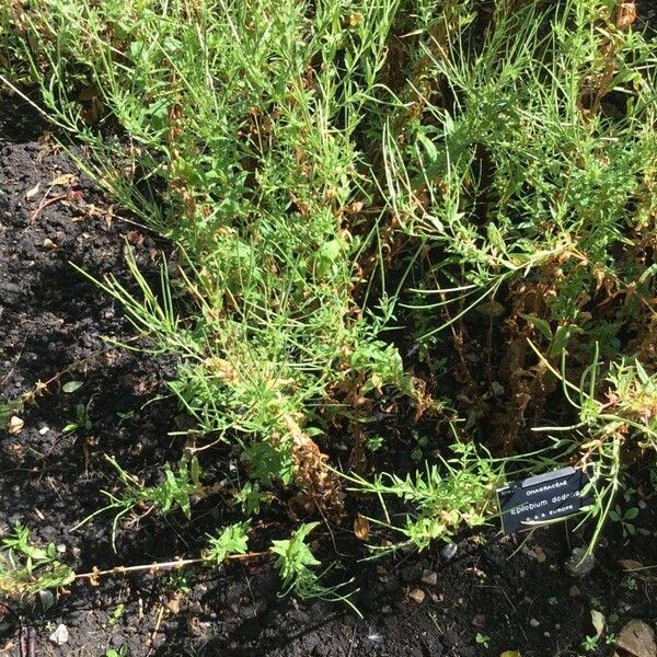 Epilobium dodonaei Leaf