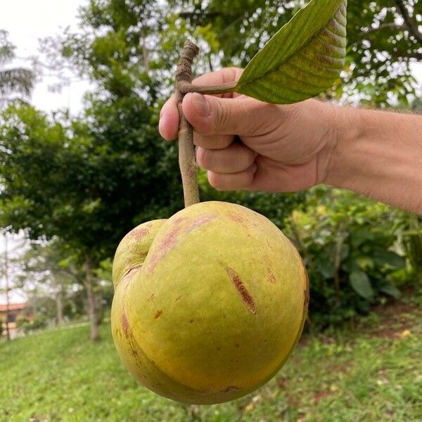 Psidium guajava 果實