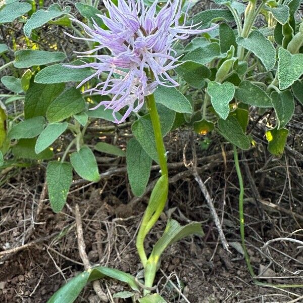 Orchis italica Habit