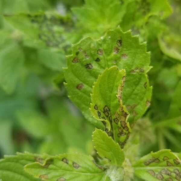 Mentha arvensis Leht