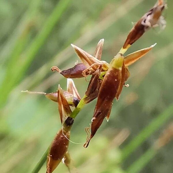 Carex pulicaris 花