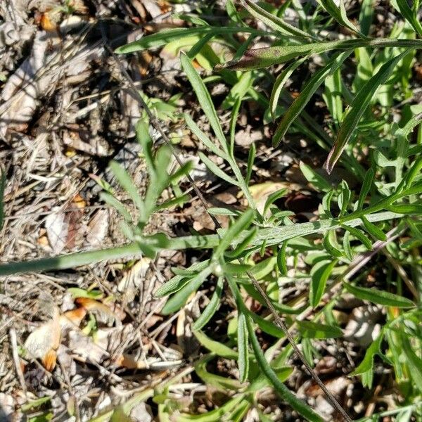 Centaurea paniculata Leaf