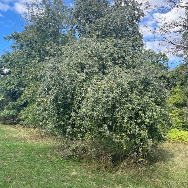 Pyrus spinosa Celota