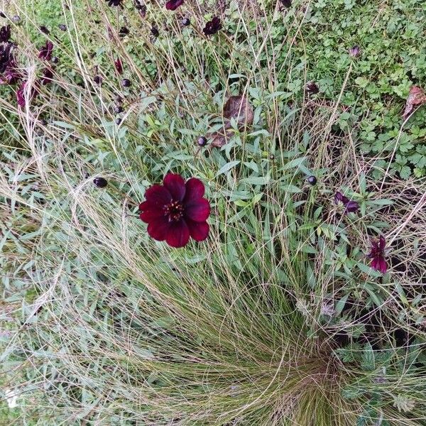 Cosmos atrosanguineus Flower