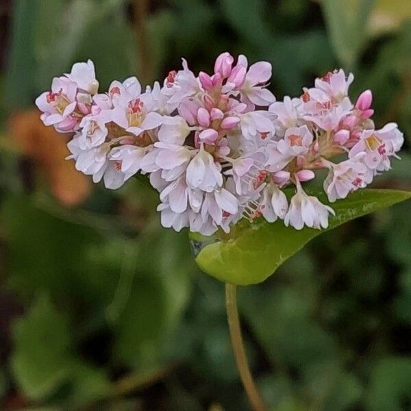 Fagopyrum esculentum Blüte