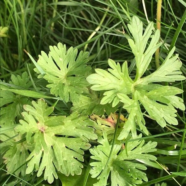 Geranium carolinianum ഇല