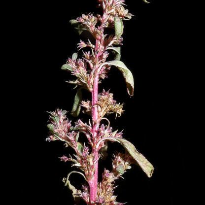 Amaranthus torreyi Blodyn