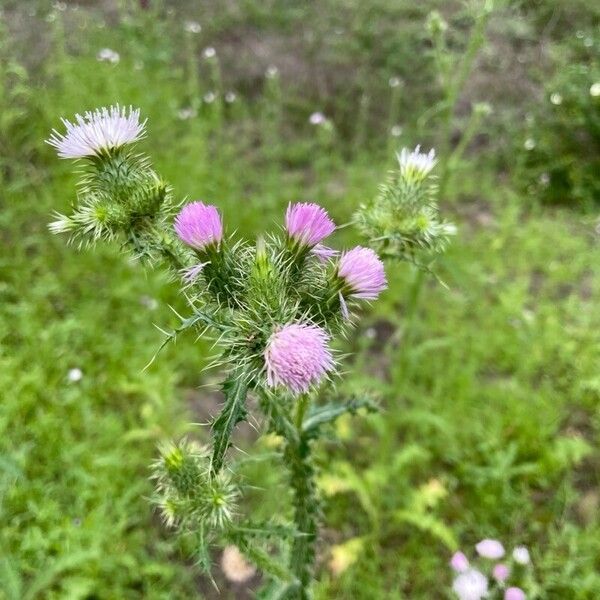 Carduus tenuiflorus Flor