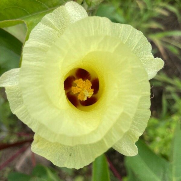 Gossypium barbadense Flor