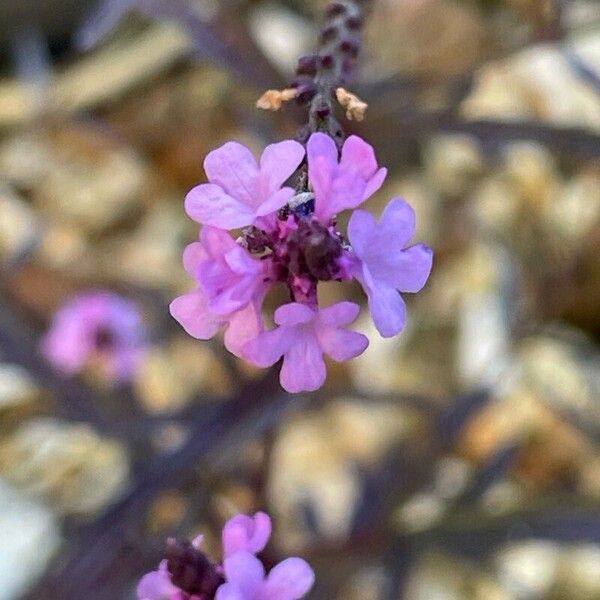 Verbena officinalis Çiçek