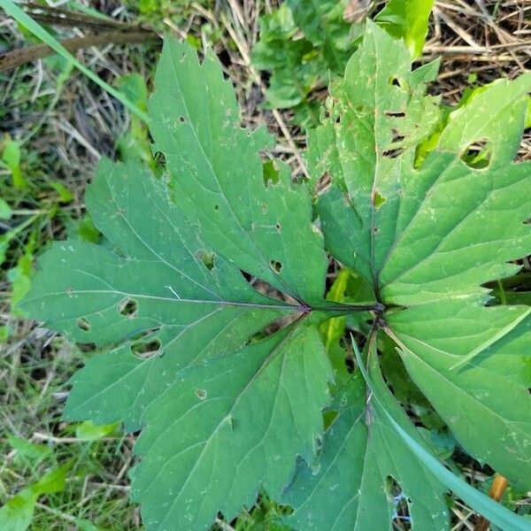 Rudbeckia laciniata Ліст