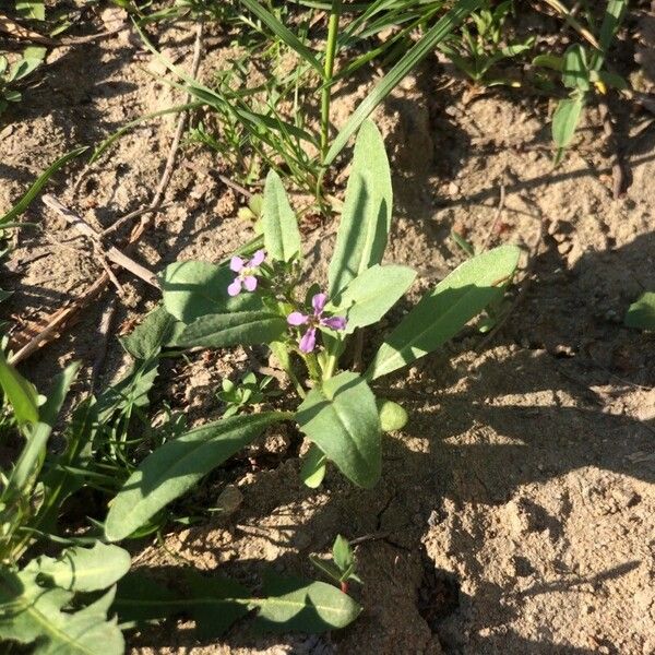 Chorispora tenella Floare