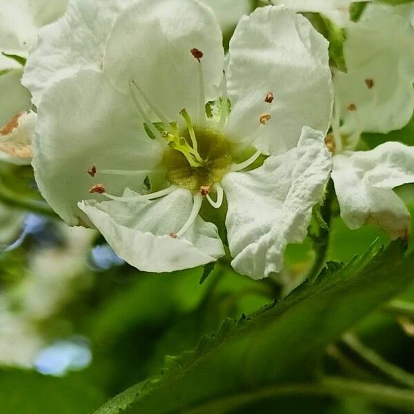 Crataegus submollis Flor