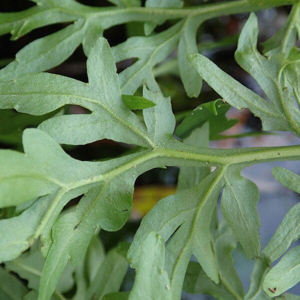 Ceratopteris cornuta Leaf