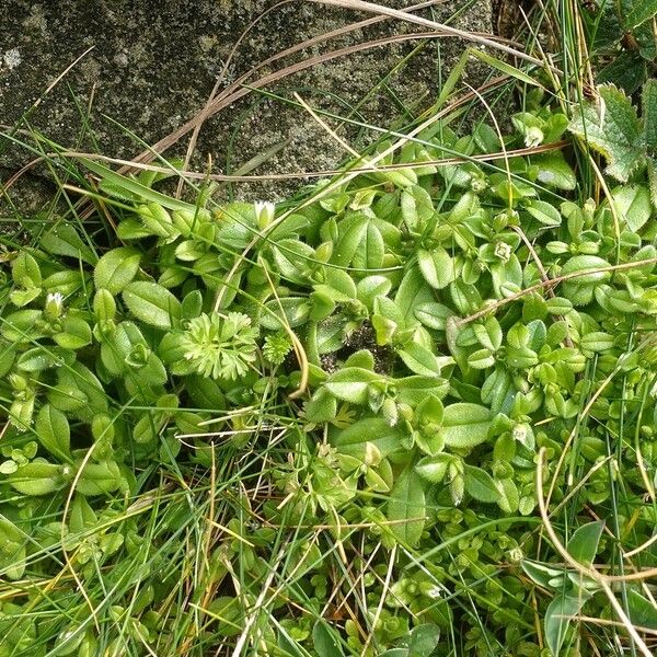 Cerastium semidecandrum Hàbitat