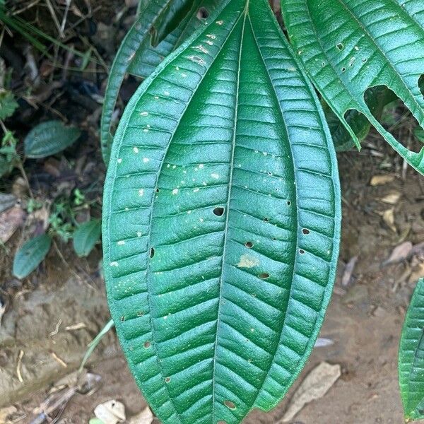 Miconia ciliata Lehti