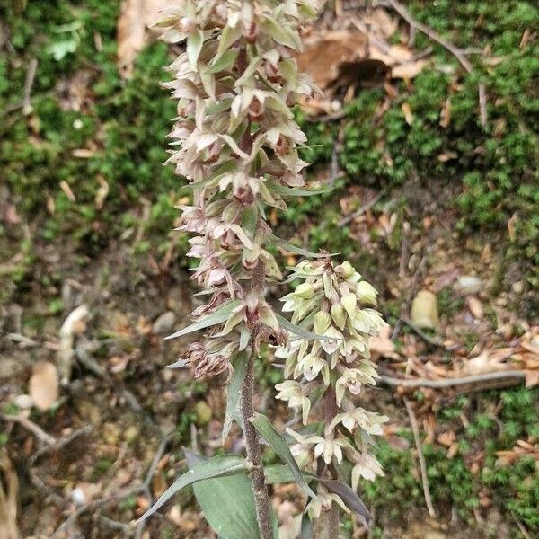 Epipactis purpurata Flower