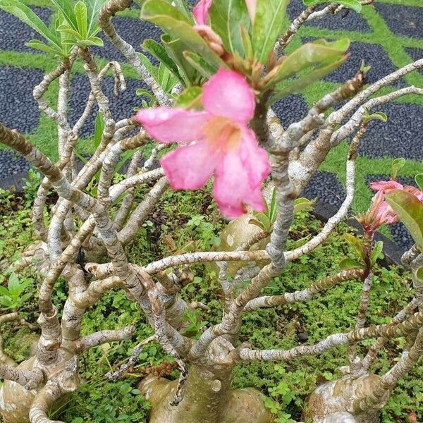 Adenium obesum Habitus