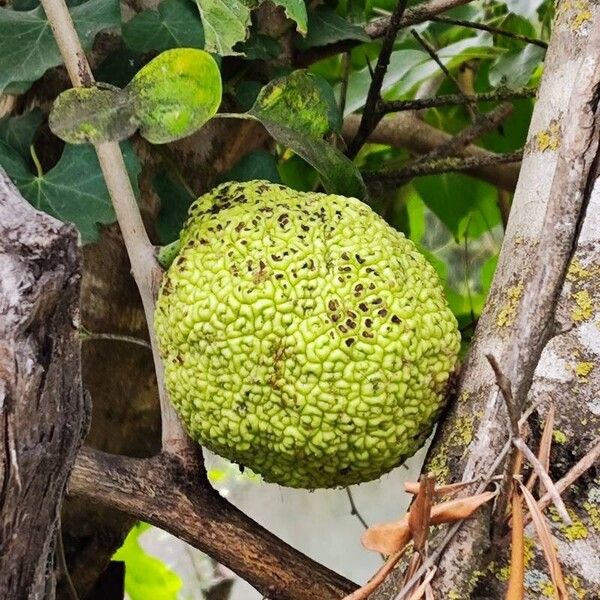 Maclura pomifera 果實