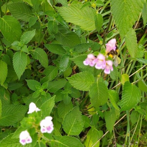 Galeopsis bifida Flower